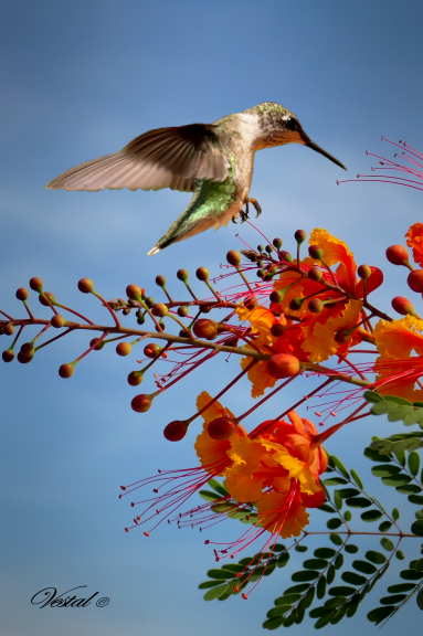 Hummer at Pride of Barbados